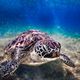 Seaturtle