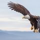 Weikopfseeadler im Anflug