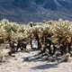 Cholla Cactus Garden