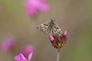 Malven-Dickkopffalter (Carcharodus alceae) von Macro-Jones67