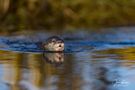 Otterjunges in der Rögnitz von Johnny Krüger