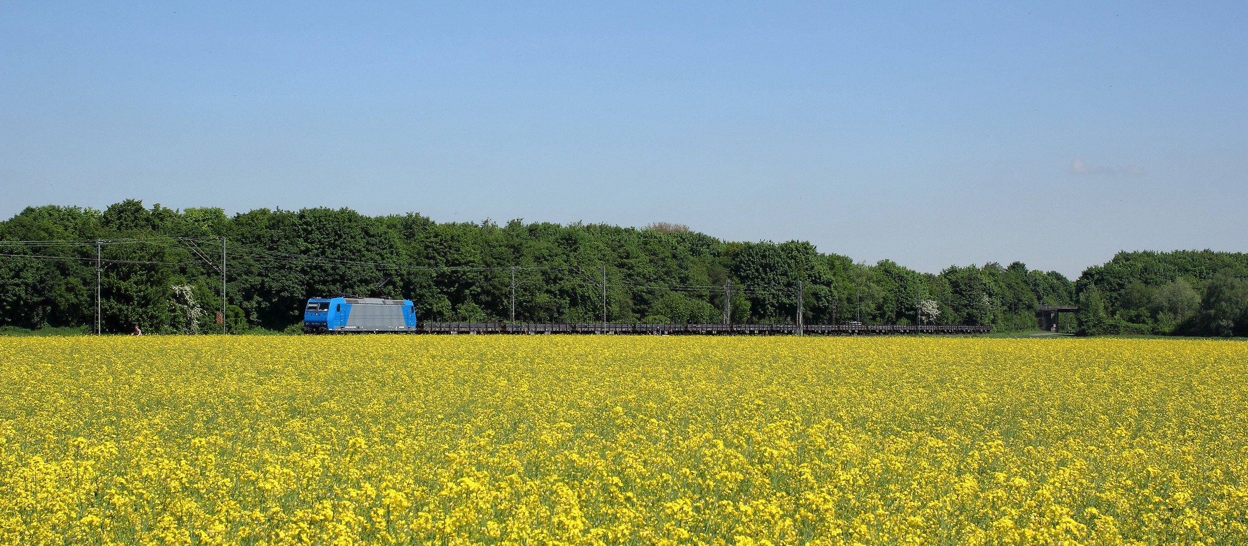 CFL-Cargo im Rapsfeld ertrunken...