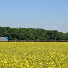 CFL-Cargo im Rapsfeld ertrunken...