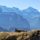 CH-Alpen Berner Oberland, Mönch, Jungfrau + Eiger