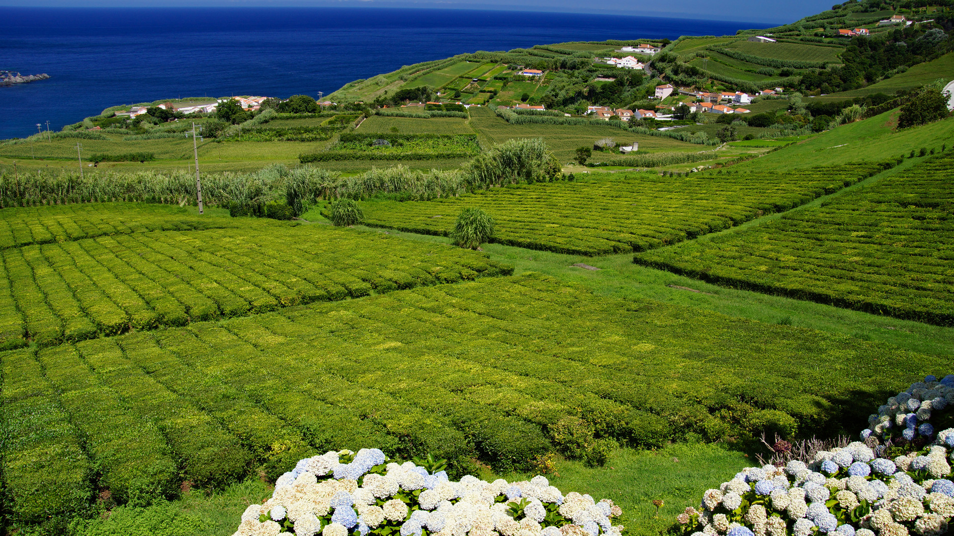 Chá Porto Formoso 