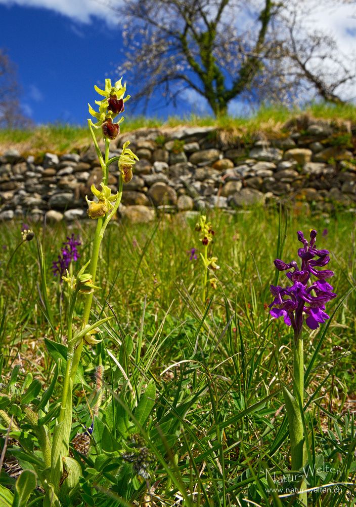 Chablais-Orchideen