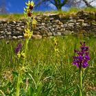 Chablais-Orchideen