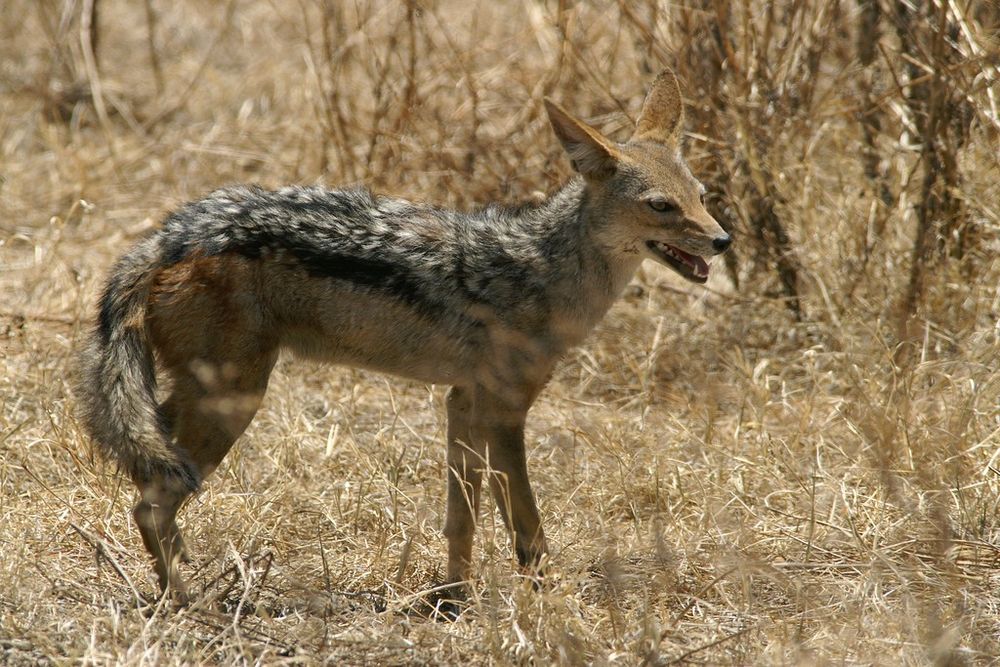 Chacal à Chabraque 1