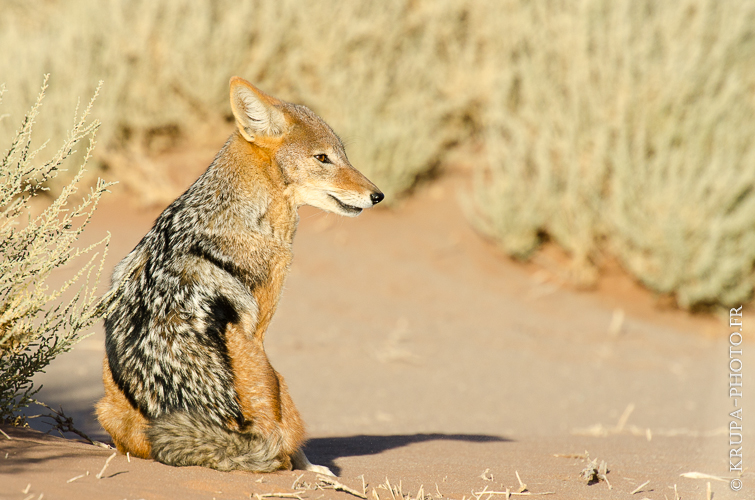 Chacal en Namibie