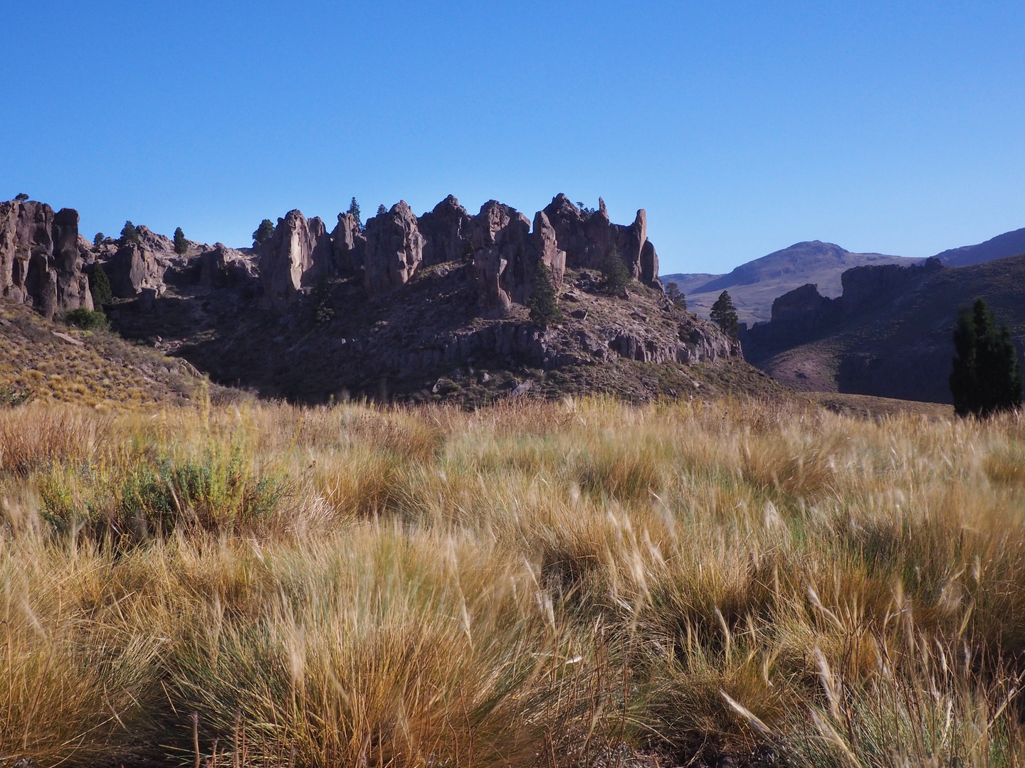 Chacay Bariloche