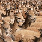 Chaccu de Vicuñas