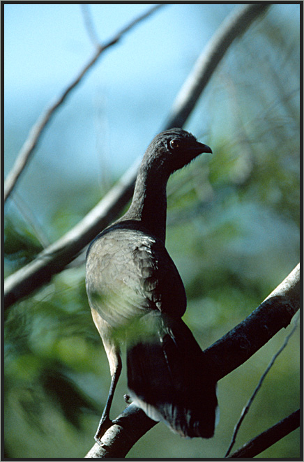 Chachalaca