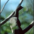 Chachalaca