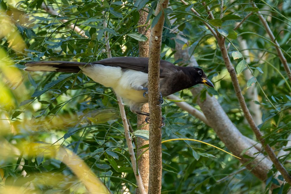 Chachalaca