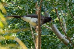 Chachalaca