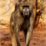 [ Chacma Baboon ]