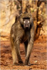 [ Chacma Baboon ]