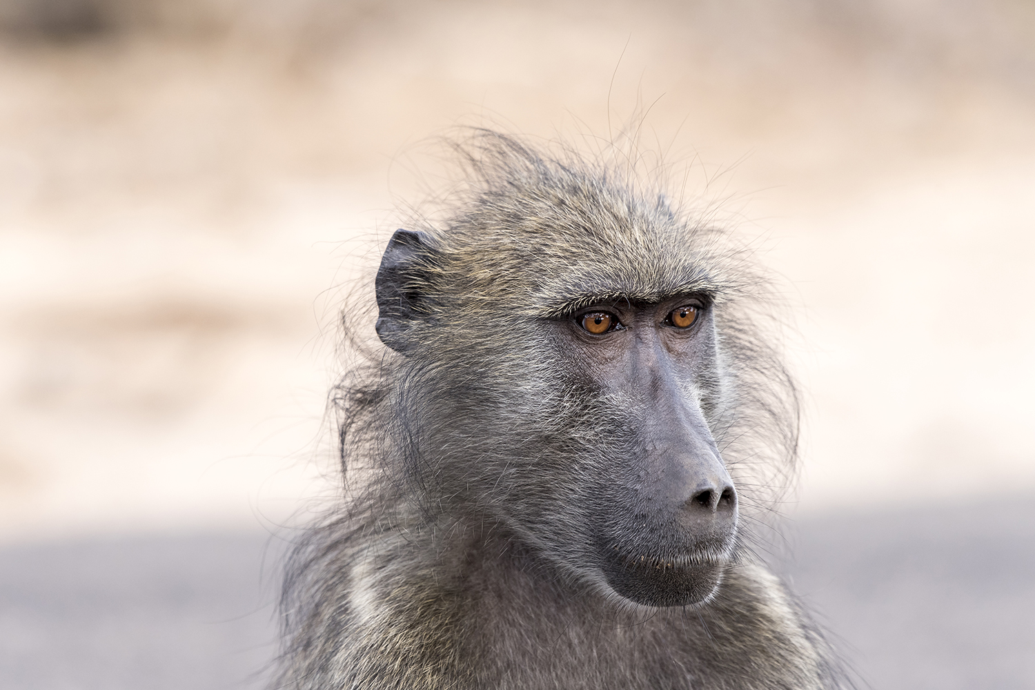 Chacma baboon