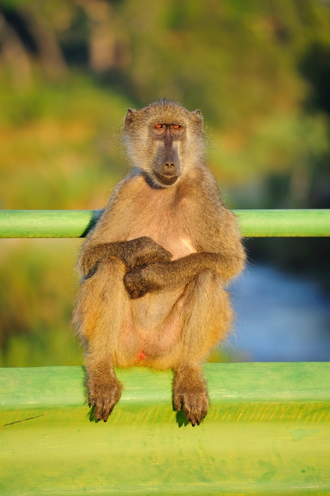 Chacma Baboon (Papio ursinus)