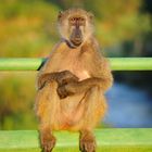 Chacma Baboon (Papio ursinus)