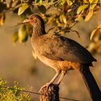 Chaco Chachalaca - II