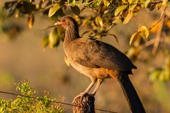 Chaco Chachalaca - II