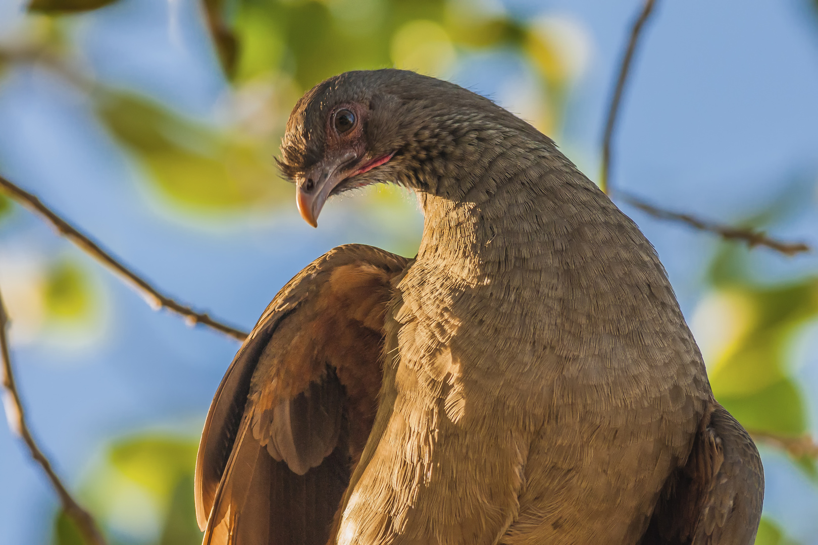 Chaco Chachalaca - IV