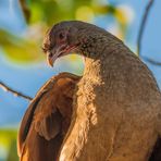 Chaco Chachalaca - IV