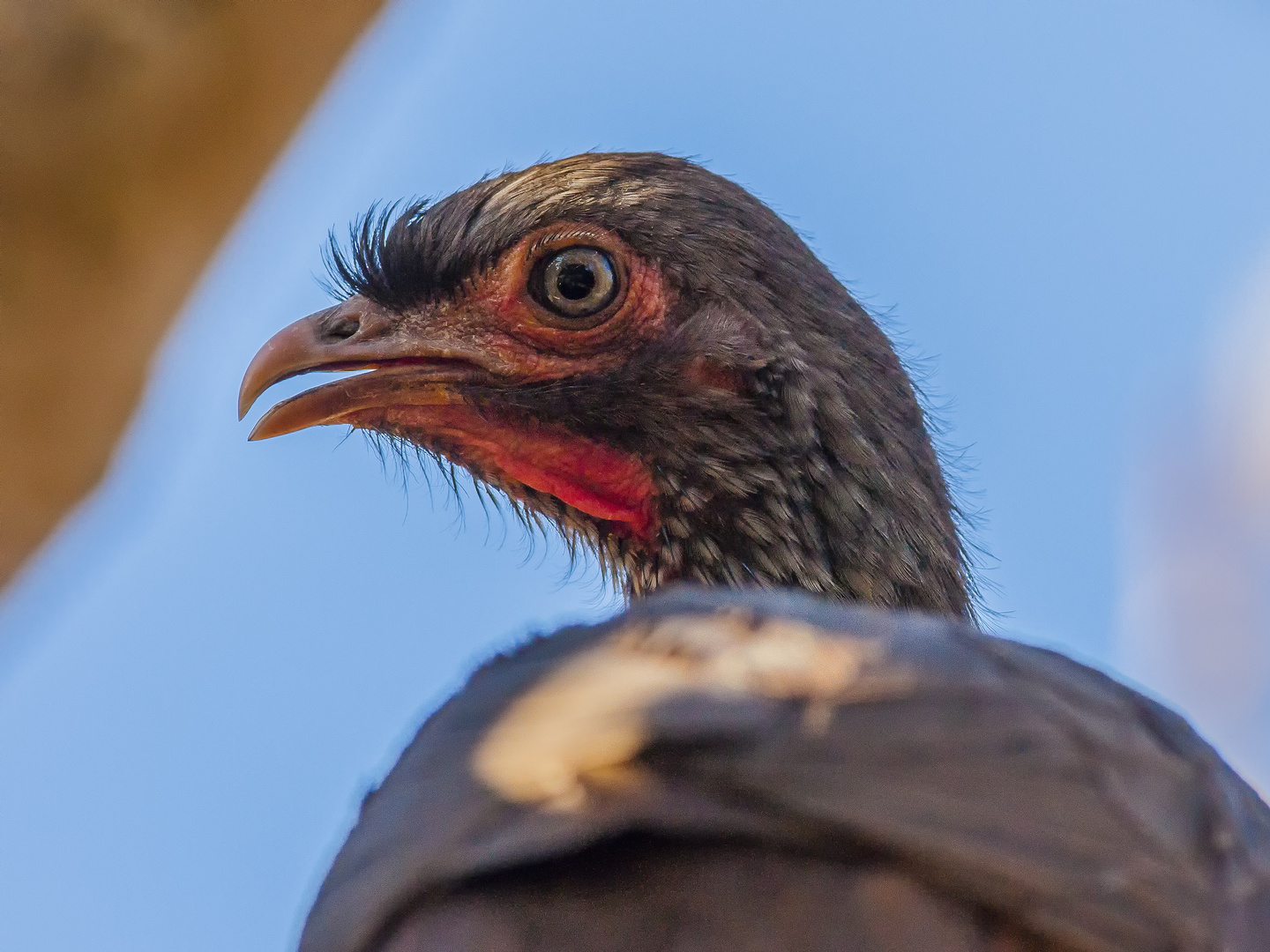 Chaco Chachalaca - V