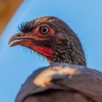 Chaco Chachalaca - V