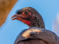 Chaco Chachalaca - V