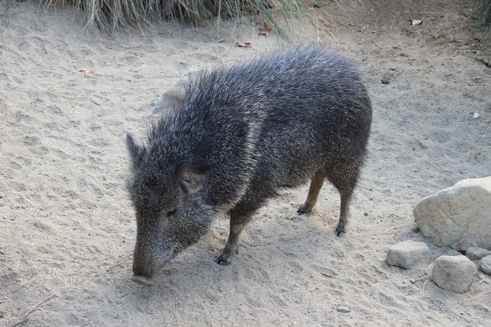 Chaco Pekari - Nabelschwein 