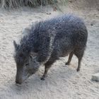 Chaco Pekari - Nabelschwein 