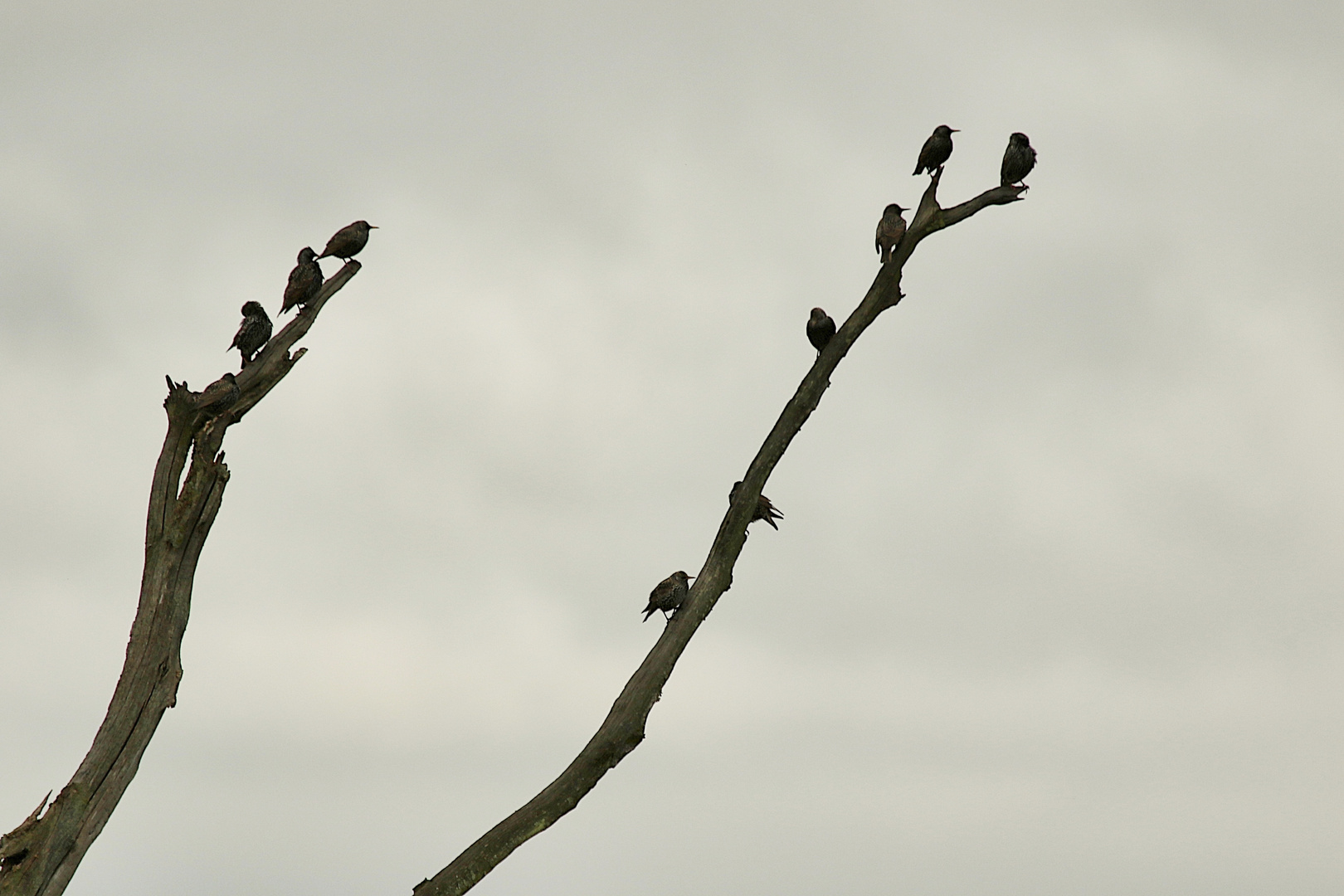 chacun sa branche !