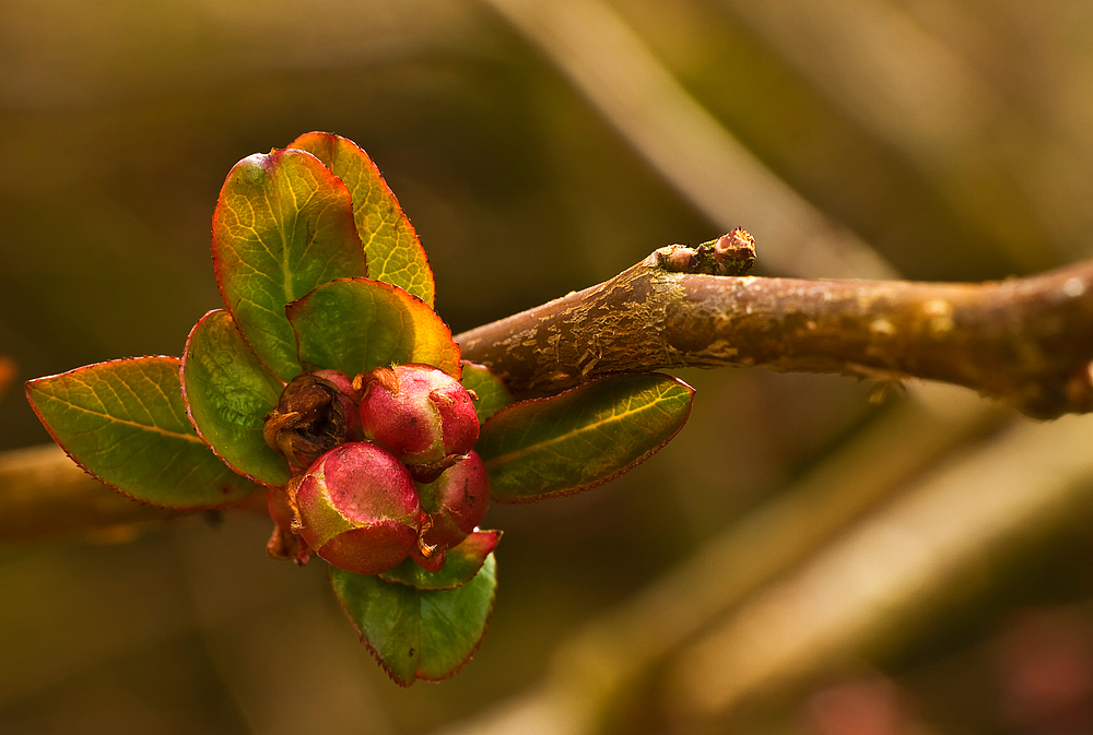 Chaenomeles japonica