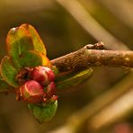 Chaenomeles japonica