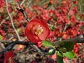 Chaenomeles japonica de Irbenika 