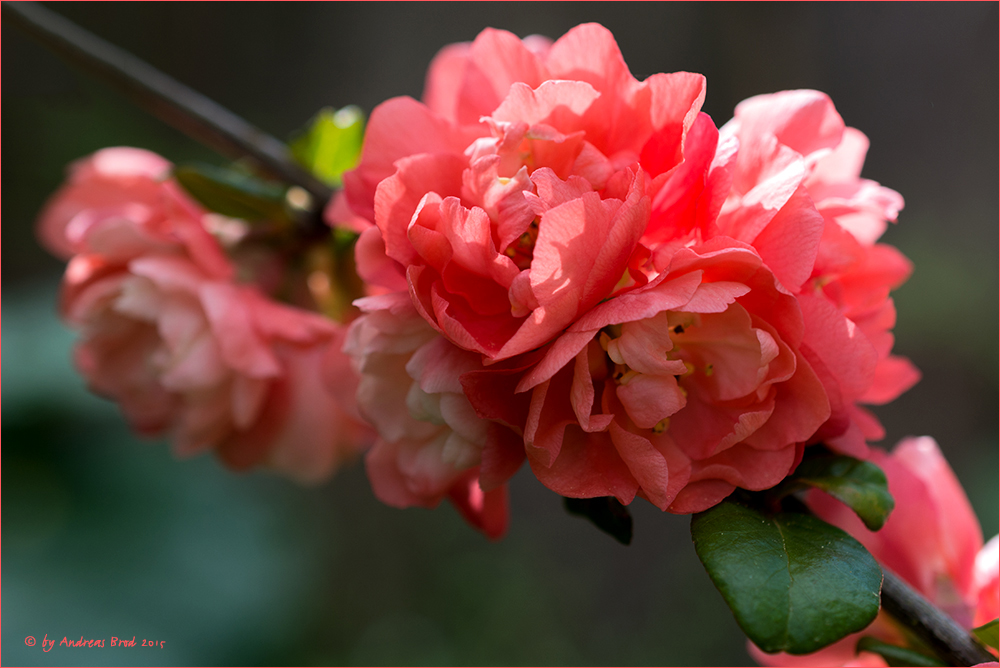 Chaenomeles speciosa - Chinesische Zierquitte