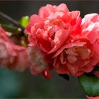 Chaenomeles speciosa - Chinesische Zierquitte