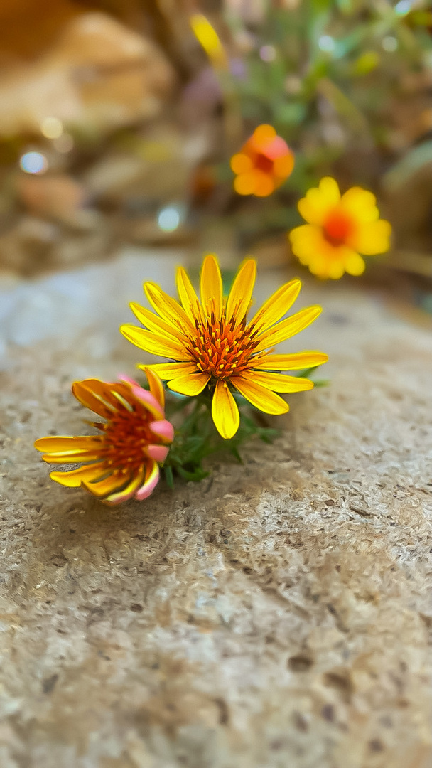 Chaetanthera chilensis,