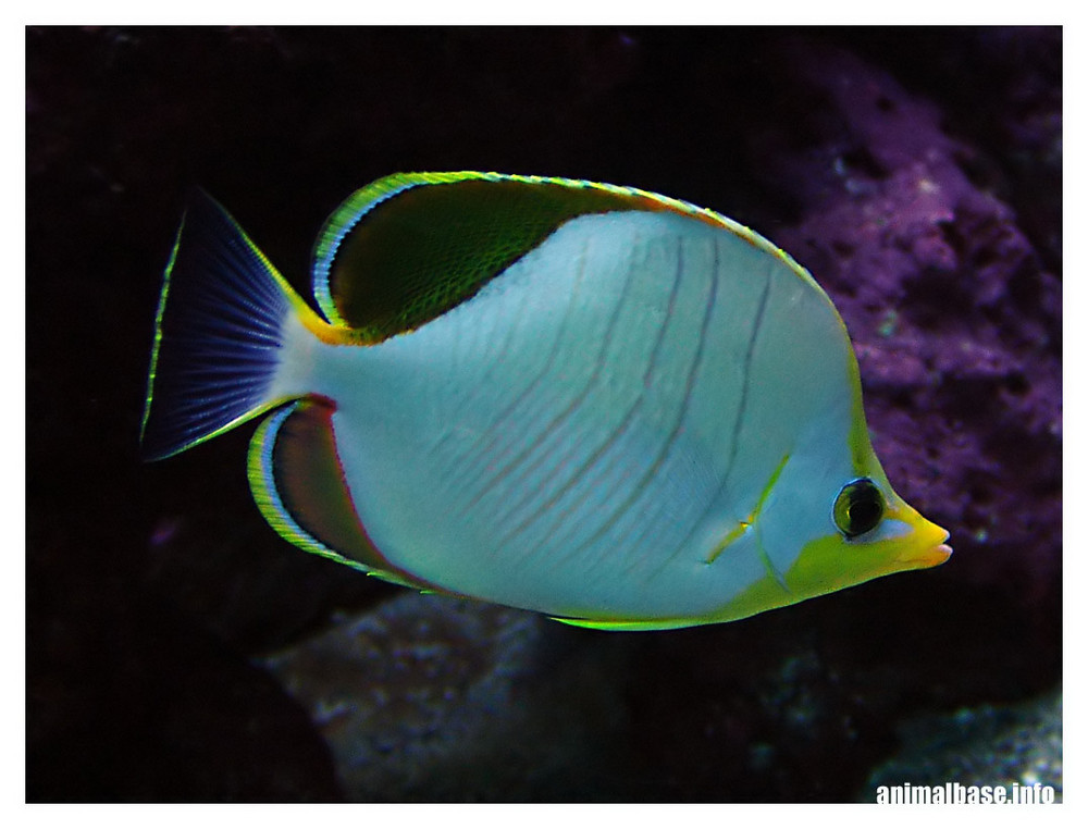 Chaetodon xanthocephalus - Gelbkopf-Falterfisch