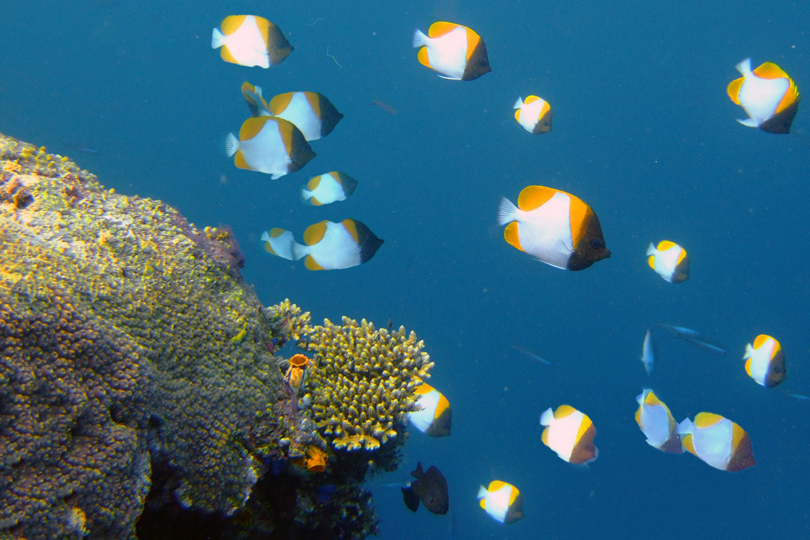 Chaetodontidae the bannerfish or coralfish