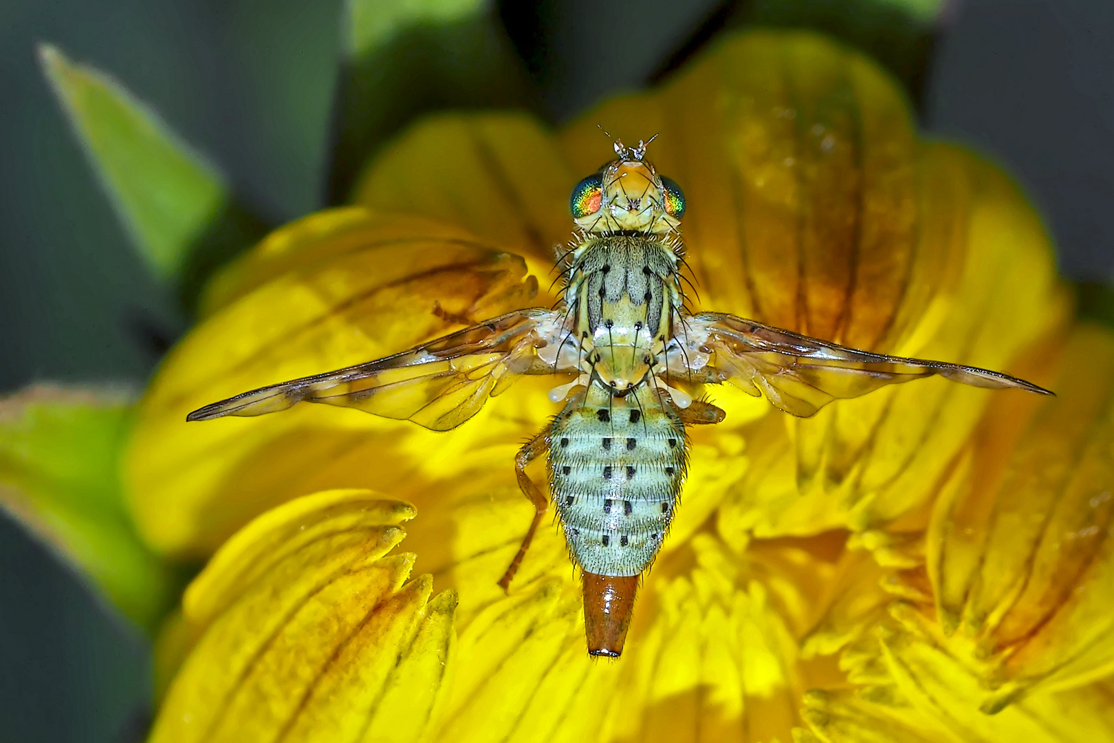 Chaetorellia jaceae: eine Bohrfliege! - Une belle mouche!