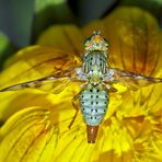 Chaetorellia jaceae: eine Bohrfliege! - Une belle mouche!