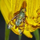 Chaetorellia jaceae: eine Bohrfliege! - Une Téphritide.