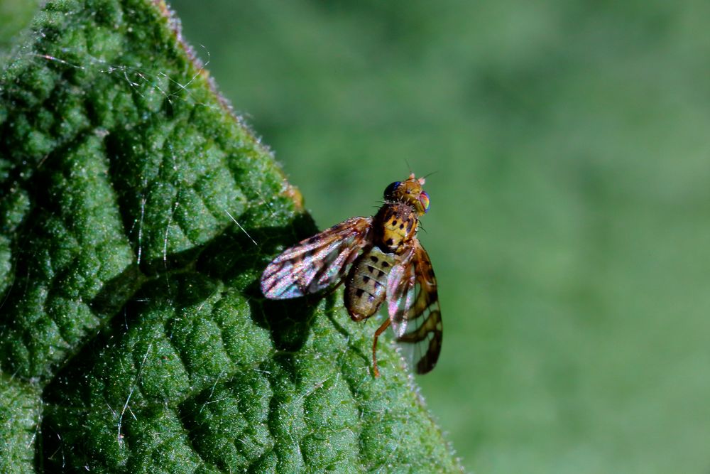 Chaetorellia jaceae - Männchen (I)