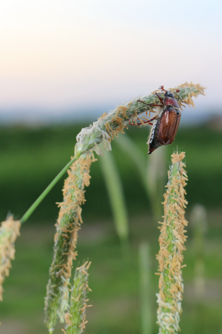 Chafer