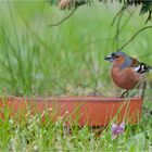 Chaffinch