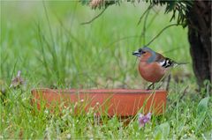 Chaffinch