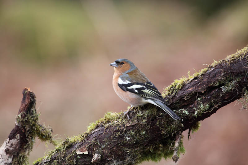 Chaffinch